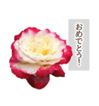 薔薇(バラ)の花だけで40種『上品ローズ』（個別スタンプ：15）