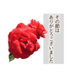 薔薇(バラ)の花だけで40種『上品ローズ』（個別スタンプ：19）