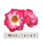薔薇(バラ)の花だけで40種『上品ローズ』（個別スタンプ：25）