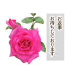 薔薇(バラ)の花だけで40種『上品ローズ』（個別スタンプ：30）