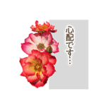薔薇(バラ)の花だけで40種『上品ローズ』（個別スタンプ：33）