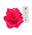 薔薇(バラ)の花だけで40種『上品ローズ』（個別スタンプ：35）