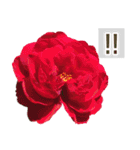 薔薇(バラ)の花だけで40種『上品ローズ』（個別スタンプ：36）