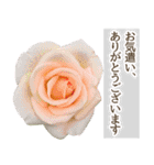 薔薇(バラ)の花だけで40種『上品ローズ』（個別スタンプ：37）