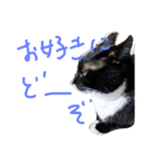 ティトちゃん（個別スタンプ：8）