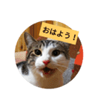 リアルお猫様スタンプ日常会話用（個別スタンプ：2）