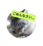 リアルお猫様スタンプ日常会話用（個別スタンプ：10）