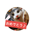 リアルお猫様スタンプ日常会話用（個別スタンプ：11）