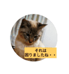 リアルお猫様スタンプ日常会話用（個別スタンプ：15）