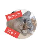 リアルお猫様スタンプ日常会話用（個別スタンプ：18）