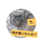 リアルお猫様スタンプ日常会話用（個別スタンプ：24）