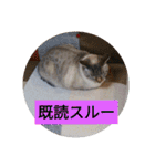 リアルお猫様スタンプ日常会話用（個別スタンプ：26）