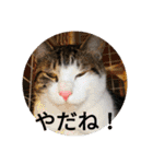 リアルお猫様スタンプ日常会話用（個別スタンプ：27）