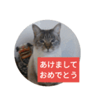 リアルお猫様スタンプ日常会話用（個別スタンプ：32）