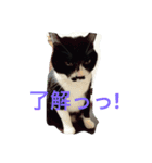 マイペットたち❤（個別スタンプ：2）