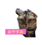 マイペットたち❤（個別スタンプ：3）