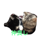 マイペットたち❤（個別スタンプ：6）