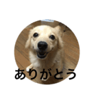 愛犬ポメックスのチョコ2（個別スタンプ：9）