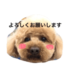 tinypoodle titch 2（個別スタンプ：1）