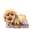 tinypoodle titch 2（個別スタンプ：4）