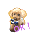 tinypoodle titch 2（個別スタンプ：6）