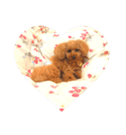 tinypoodle titch 2（個別スタンプ：7）