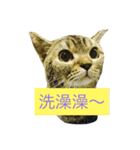 You are a fat cat（個別スタンプ：7）