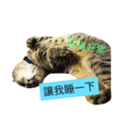 You are a fat cat（個別スタンプ：8）