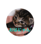 あいさつ❣️こねこ  1（個別スタンプ：1）