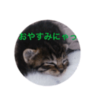 あいさつ❣️こねこ  1（個別スタンプ：2）