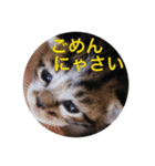 あいさつ❣️こねこ  1（個別スタンプ：3）