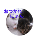 あいさつ❣️こねこ  1（個別スタンプ：4）