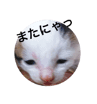 あいさつ❣️こねこ  1（個別スタンプ：5）