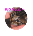 あいさつ❣️こねこ  2（個別スタンプ：7）