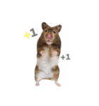 Hamster - ToTo（個別スタンプ：2）