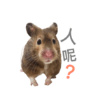 Hamster - ToTo（個別スタンプ：3）