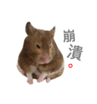 Hamster - ToTo（個別スタンプ：5）