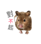 Hamster - ToTo（個別スタンプ：10）