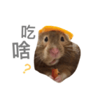 Hamster - ToTo（個別スタンプ：11）