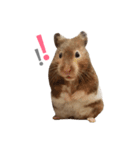 Hamster - ToTo（個別スタンプ：13）