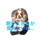 今日から使える我が家の犬の名言スタンプ（個別スタンプ：11）