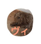 今日から使える我が家の犬の名言スタンプ（個別スタンプ：31）