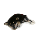 My Shiba daily（個別スタンプ：1）