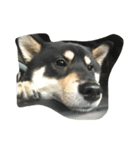 My Shiba daily（個別スタンプ：2）
