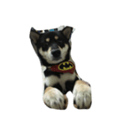 My Shiba daily（個別スタンプ：4）