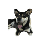 My Shiba daily（個別スタンプ：6）