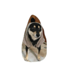 My Shiba daily（個別スタンプ：7）