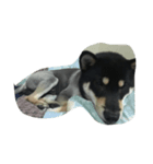 My Shiba daily（個別スタンプ：8）