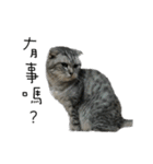 Felis catus little Tiger（個別スタンプ：10）