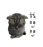 Felis catus little Tiger（個別スタンプ：14）